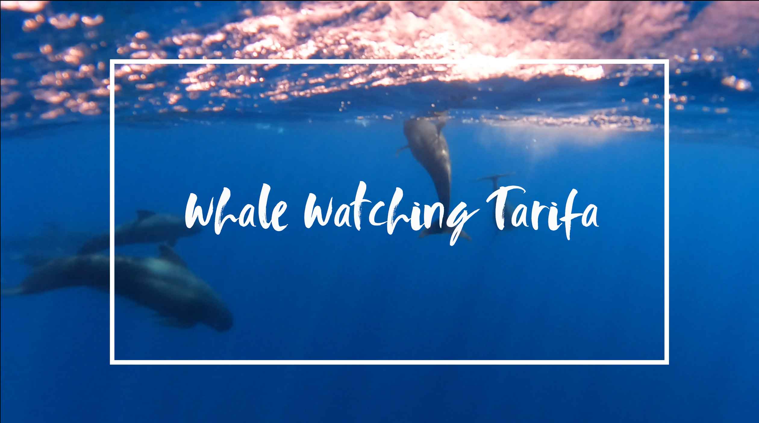 Whale watching in Tarifa